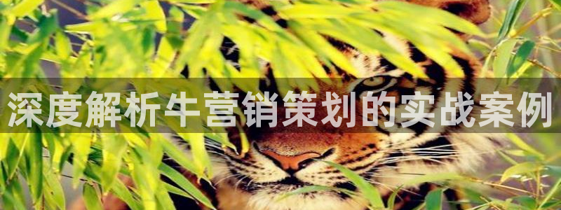 必赢手机版网站多少