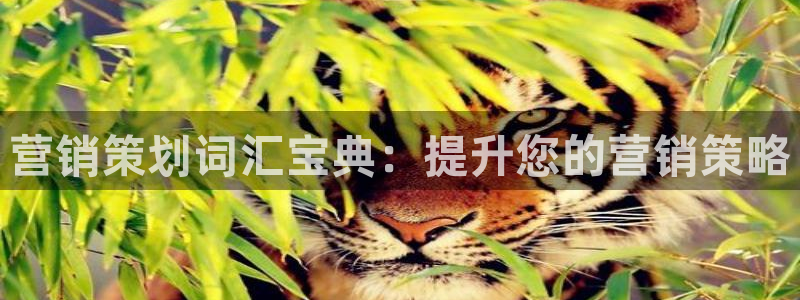 必赢国际苹果怎么下载